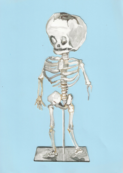 Fetal skeleton